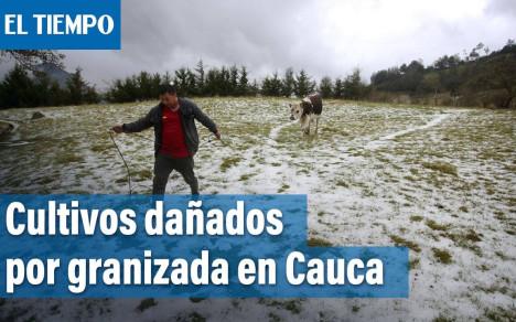 Los municipios de Popayán y Silvia sufrieron los estragos de una granizada que dañó cientos de hectáreas de cultivos de fresa, papa y yuca.