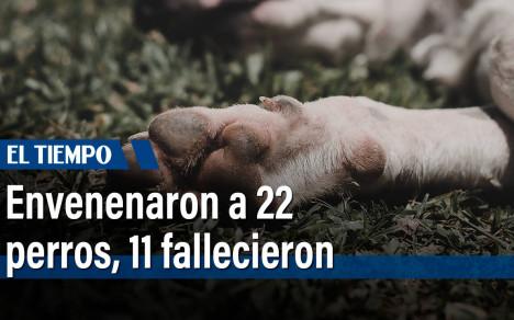11 animales murieron y otros 11 resultaron afectados tras ingerir algún alimento impregnado de veneno en la localidad de Ciudad Bolívar