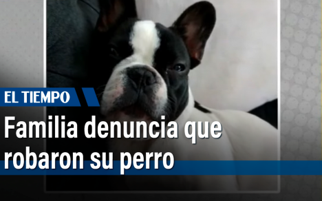 Un perrito de siete meses fue raptado por tres delincuentes en el barrio el Carmen de Tunjuelito; es apoyo emocional de dos pacientes psiquiátricos.