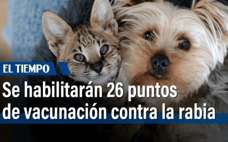 80.000 dosis de vacuna contra la rabia para perros y gatos