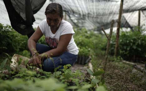17 familias indígenas en La Odisea, Puerto Libertador - Córdoba, siembran árboles para reforestar el territorio de la mano de Cerro Matoso