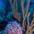 El programa Reef Check Corales de Paz permite a la persona
interesada y con avance en buceo aprender sobre el océano, los
arrecifes de coral y su conservación.