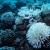 El estrés que generan las temperaturas más cálidas en los ecosistemas se ve reflejado en la vida silvestre: los corales son especialmente sensibles a los cambios en temperatura del agua y se blanquean cuando mueren.