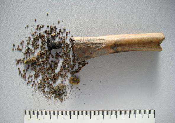 Un envase de hueso que data de entre el 70 y el 100 d.C. contenía cientos de semillas de beleño negro.