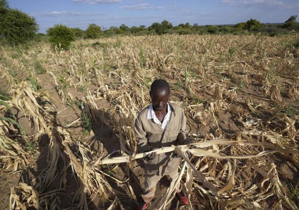 Un campesino en Zimbabwe. Varios países se declararon en emergencia porque las sequías han destruido los cultivos.