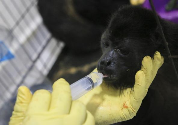 Un mono aullador negro recibe tratamiento por deshidratación en el sur de México, donde decenas han muerto recientemente.