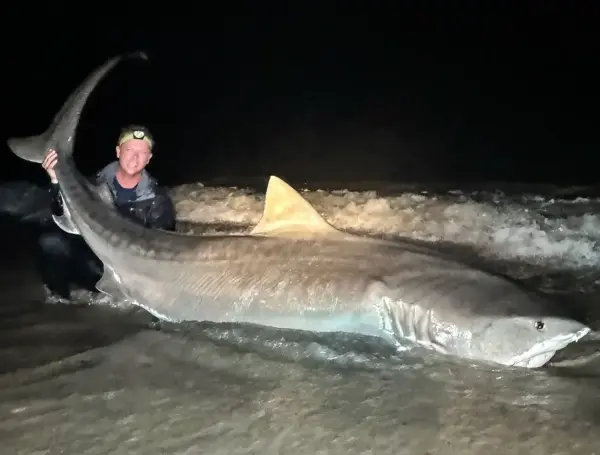El tiburón tigre que capturó el pescador tenía un tamaño de aproximadamente tres metros y medio.