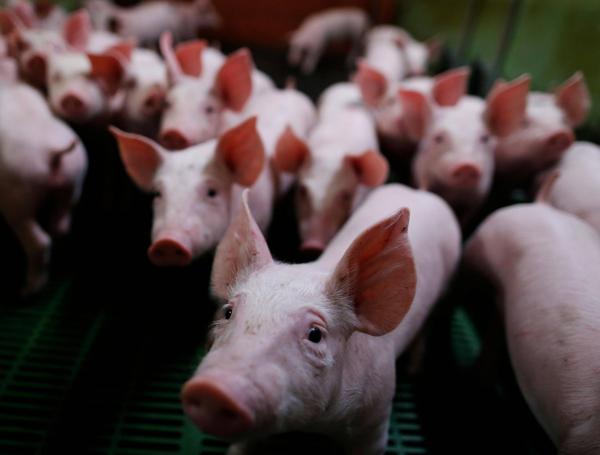 Francia también prohibió castrar cerdos sin aplicar sedación.