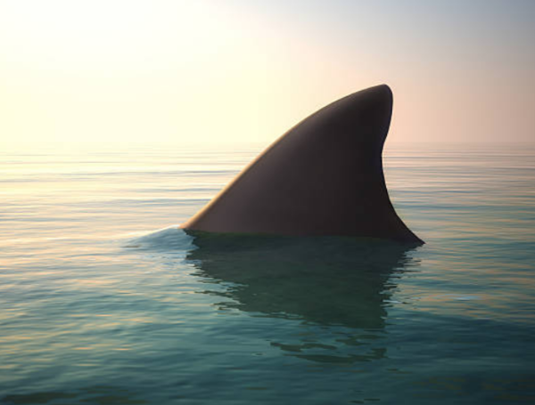 El nadador paralímpico español Ariel Schrenck nadaba en el mar  cuando vio que dos tiburones lo acechaban a pocos metros de distancia.