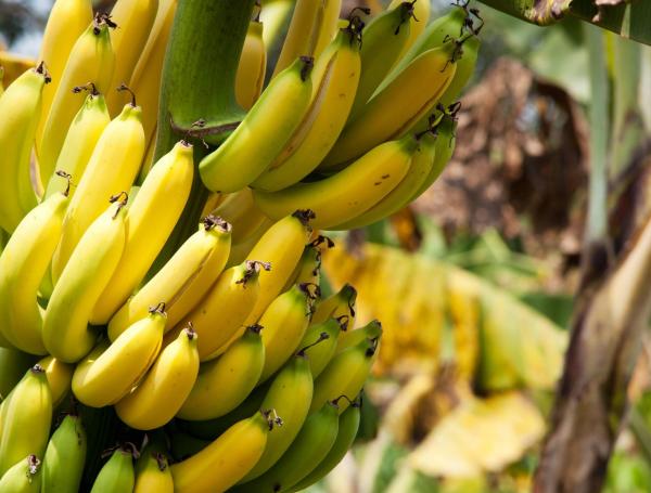 Los principales productos exportados en los primeros seis meses del 2021 son el banano tipo Cavendish, seguido por el aceite de palma en bruto.