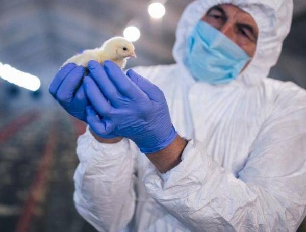 Un hombre chino fue diagnosticado con una nueva cepa H5N6 de la gripe aviar.