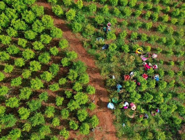 Dentro de los campos de cultivos ilegales se ven familias enteras, ancianos y madres solteras con sus hijos.