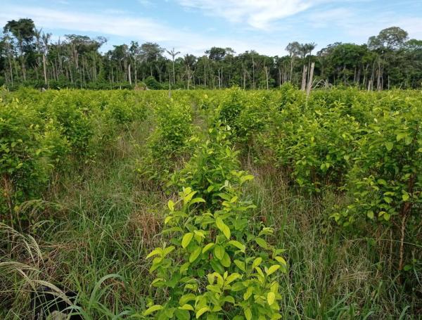 El cultivo de uso ilícito fue localizado en 3.8 hectáreas de bosque taladas de manera indiscriminada con motosierras.