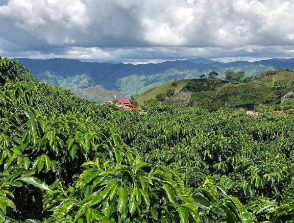 Paisaje cafetero en la San Miguel de Planadas.