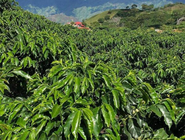 Paisaje cafetero en la San Miguel de Planadas.