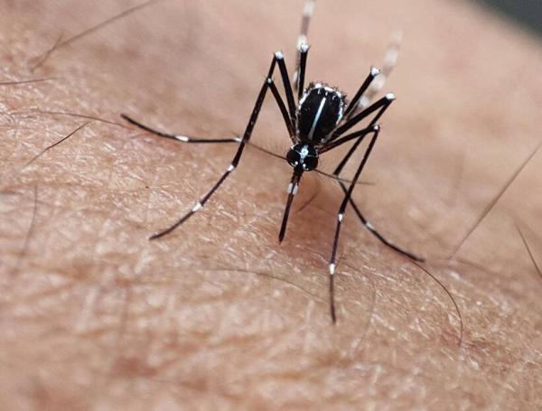 Mosquito AMP