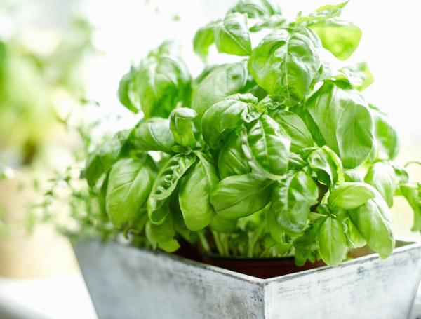 La albahaca es una planta que no produce efectos secundarios cuando se consume en cantidades normales.