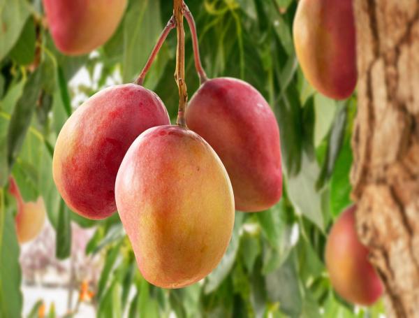 El mango tiene vitamina C, B6 y caroteinodes que pueden ayudar a varias funciones del cuerpo.