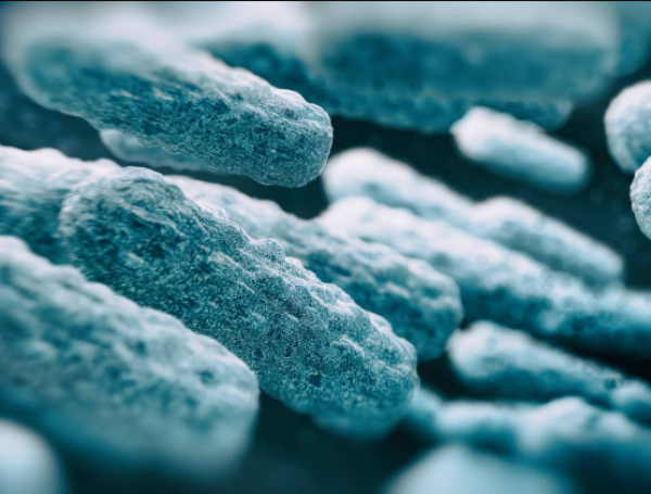 La bacteria Vibrio vulnificus ingresa al organismo por medio de heridas abiertas