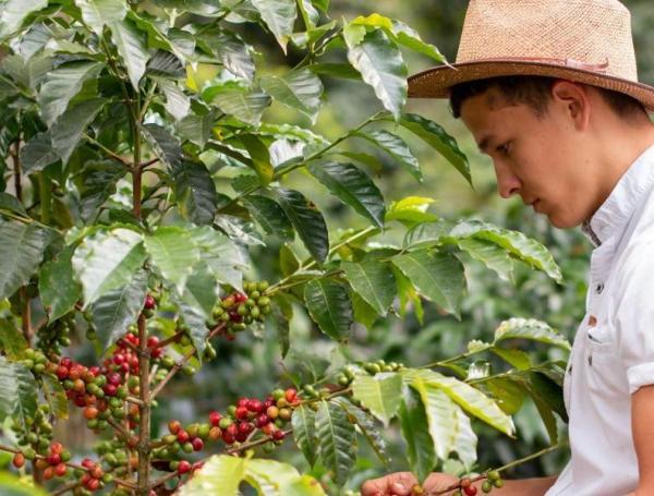 Caficultores en Colombia