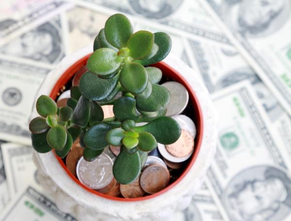 La planta de jade destaca como un símbolo de abundancia, prosperidad y buena suerte.