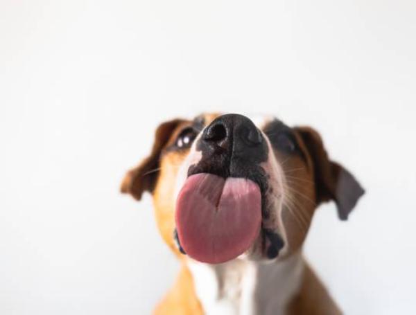 la saliva de perro es buena para los cortes humanos