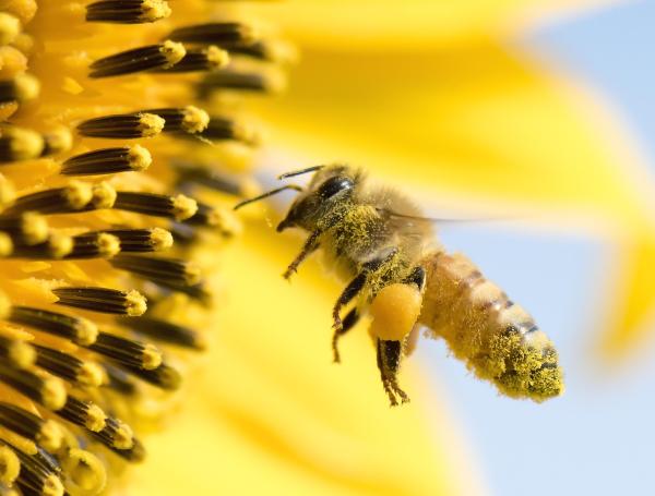 Abejas.