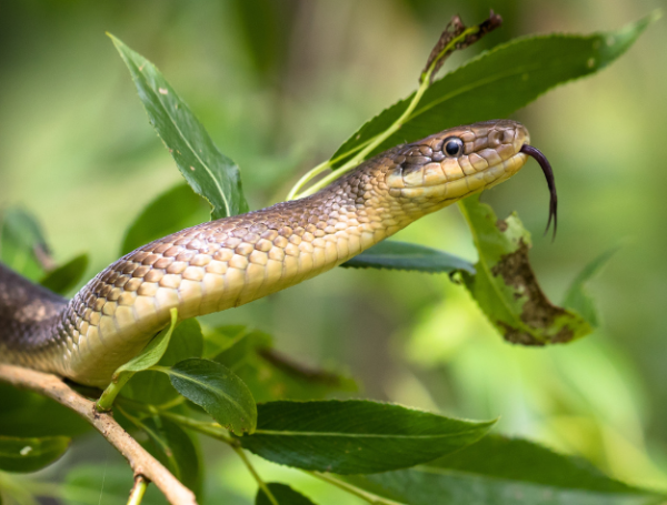 Expertos indican que estos animales suelen habitar en áreas residenciales suburbanas y urbanas, por lo que es común encontrarlas en los patios de las casas.