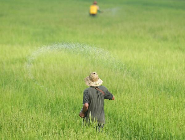 El sector arrocero le apuesta a la innovación y eficiencia.