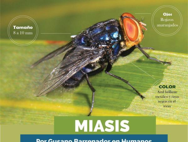 Los gusanos barrenadores (vector) se transmiten cuando una mosca hembra pone sus huevos sobre una herida superficial de un animal.