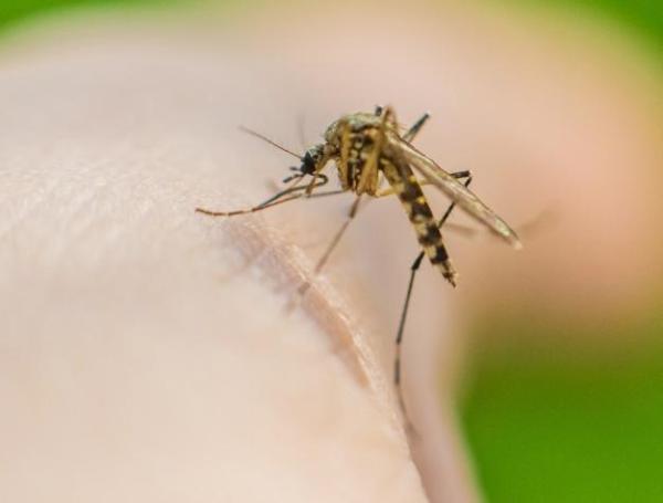 La infección puede causar fiebre y sarpullidos.