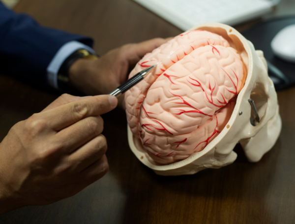 El cerebro, parte del sistema nervioso central junto con el tallo cerebral y la médula espinal, puede verse afectado por diversas enfermedades.