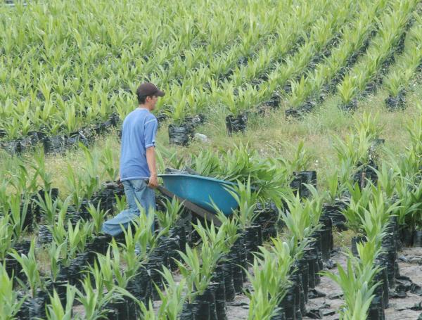 El sector del agro explicó casi la mitad del crecimiento en el trimestre.