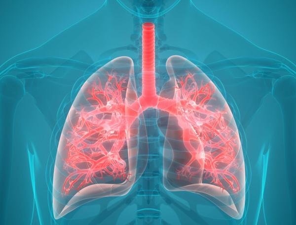 Pulmones