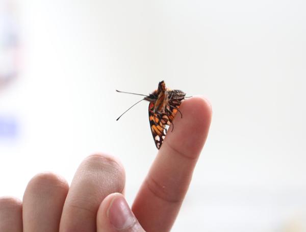 Las mariposas deben pasar por un ciclo de huevo, larva y pupa antes de convertirse en adulto. Algunos espécimenes pueden salir con deformidades, como esta agraulis vanillae.