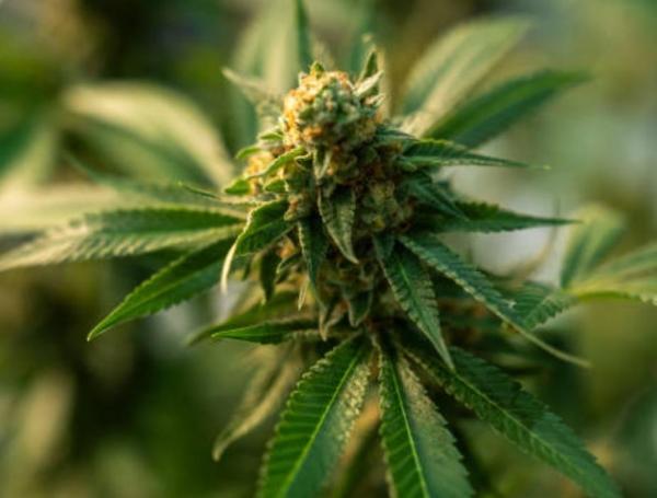 La marihuana es parte de un debate importante en Estados Unidos.