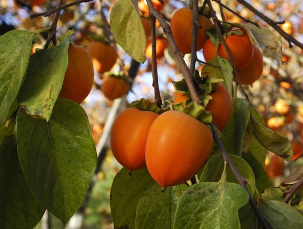 El consumo de caqui puede ser una forma deliciosa y natural de apoyar la producción de colágeno en su cuerpo y mejorar la salud de su piel desde adentro.