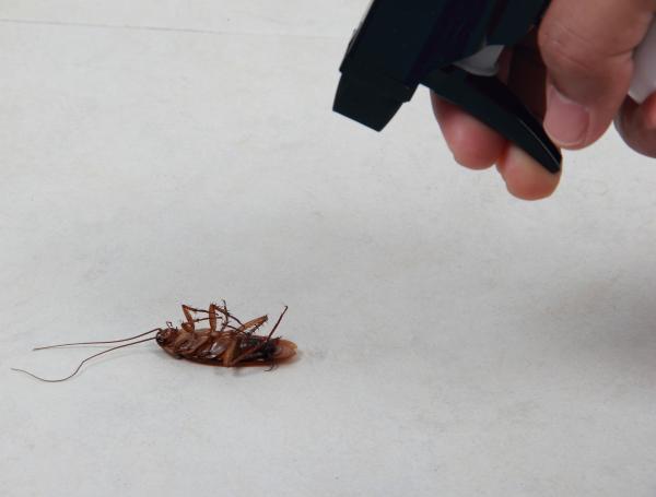 Las cucarachas son una de las plagas más comunes y persistentes en los hogares.
