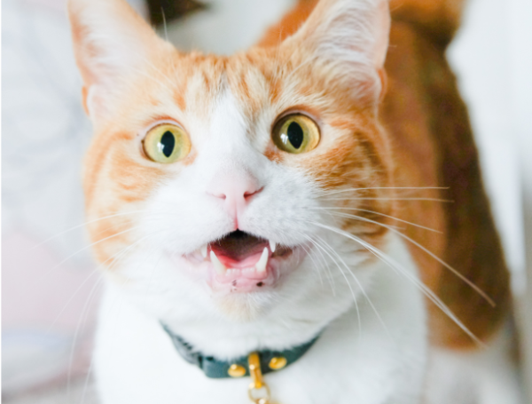 Gatos naranjas