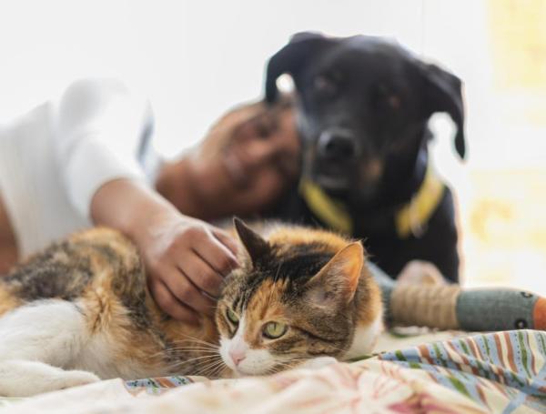 Perros y gatos