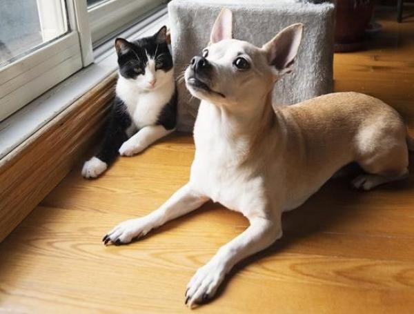 Perros y gatos