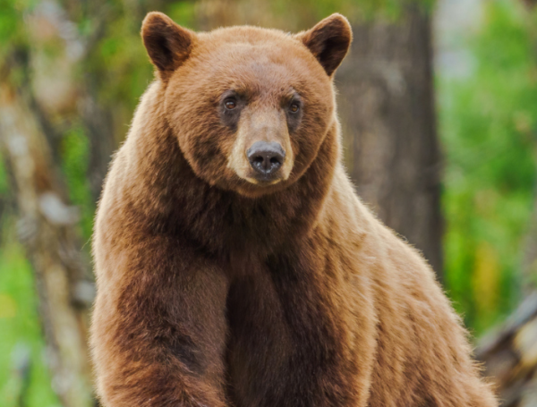 Oso