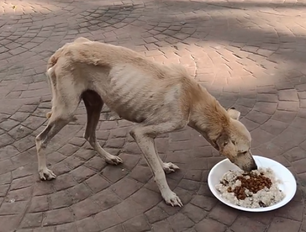 Perritos Atlántico