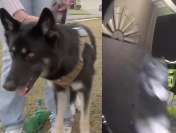 PERRO PERDIDO EN FLORIDA