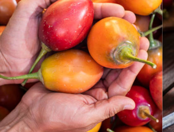 tomate de árbol