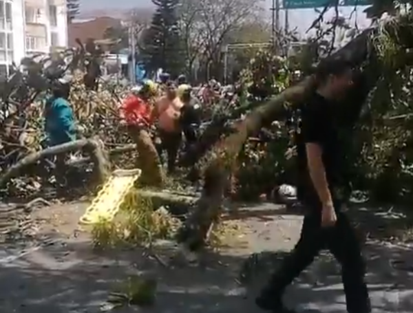 Imágenes de los cuerpos de rescate sacando a los heridos por la caída del árbol en la 33.