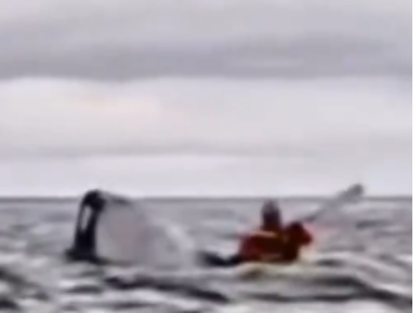 Ballena que se tragó a un hombre en Chile