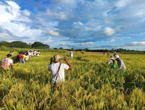 Líderes arroceros explican por qué el sector está en crisis.