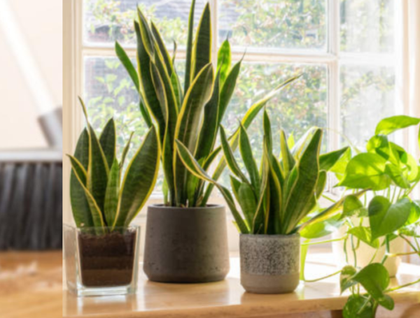 Plantas