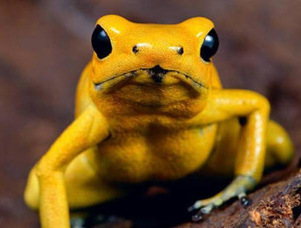 Rana dardo dorada